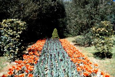 Iconographie - Fleurs du parc des Floralies