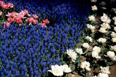 Iconographie - Fleurs du parc des Floralies