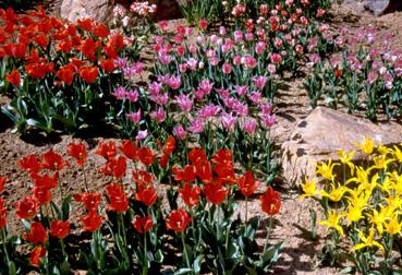 Iconographie - Fleurs du parc des Floralies