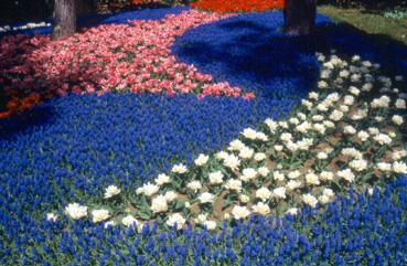 Iconographie - Fleurs du parc des Floralies