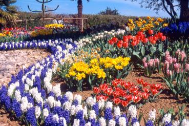 Iconographie - Fleurs du parc des Floralies