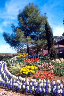 Iconographie - Fleurs du parc des Floralies