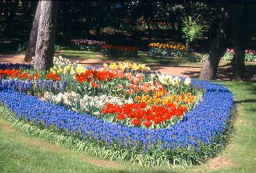 Iconographie - Fleurs du parc des Floralies