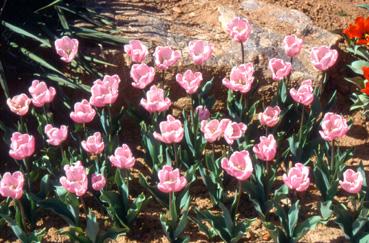 Iconographie - Fleurs du parc des Floralies