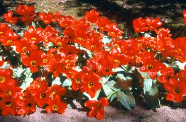 Iconographie - Fleurs du parc des Floralies