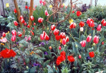 Iconographie - Fleurs du parc des Floralies