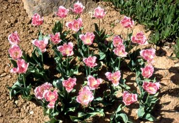 Iconographie - Fleurs du parc des Floralies