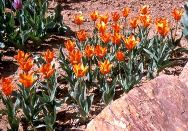 Iconographie - Fleurs du parc des Floralies