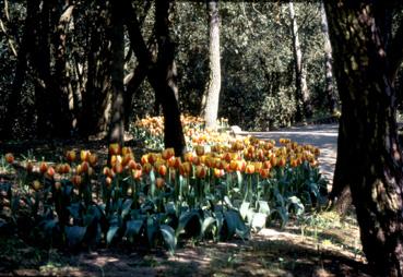 Iconographie - Fleurs du parc des Floralies