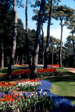 Iconographie - Fleurs du parc des Floralies