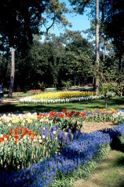 Iconographie - Fleurs du parc des Floralies