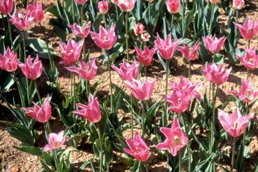 Iconographie - Fleurs du parc des Floralies