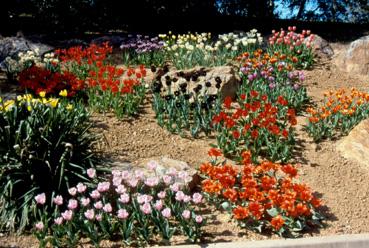 Iconographie - Fleurs du parc des Floralies