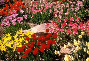 Iconographie - Fleurs du parc des Floralies