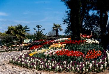 Iconographie - Fleurs du parc des Floralies