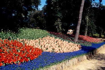 Iconographie - Fleurs du parc des Floralies