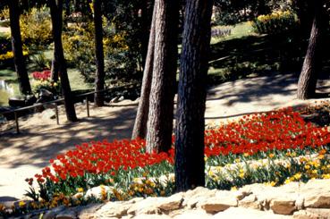 Iconographie - Fleurs du parc des Floralies