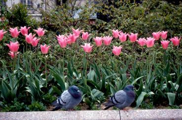 Iconographie - Fleurs du parc des Floralies