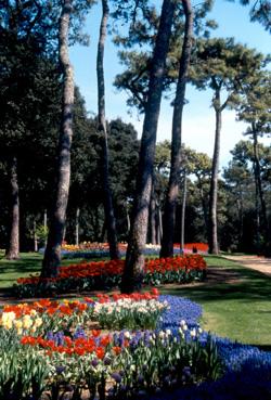 Iconographie - Fleurs du parc des Floralies