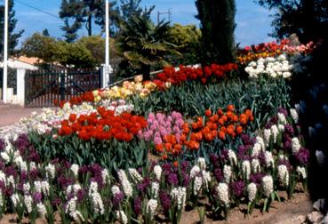 Iconographie - Fleurs du parc des Floralies