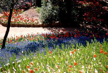 Iconographie - Fleurs du parc des Floralies