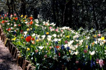 Iconographie - Fleurs du parc des Floralies