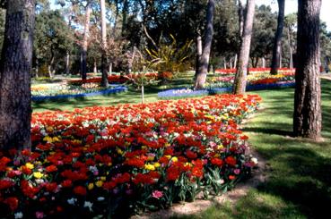 Iconographie - Fleurs du parc des Floralies