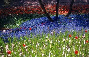 Iconographie - Fleurs du parc des Floralies