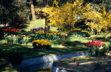 Iconographie - Fleurs du parc des Floralies