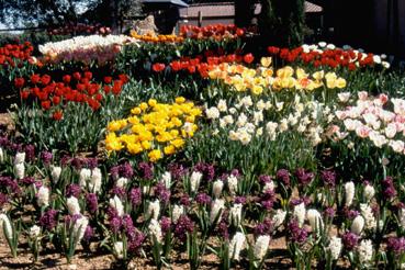 Iconographie - Fleurs du parc des Floralies