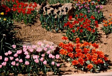 Iconographie - Fleurs du parc des Floralies