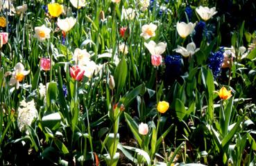 Iconographie - Fleurs du parc des Floralies