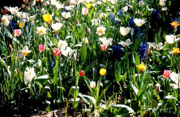 Iconographie - Fleurs du parc des Floralies