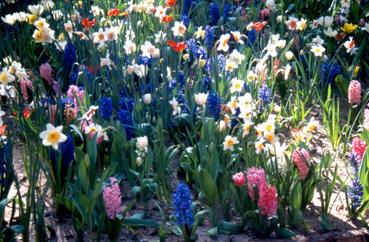 Iconographie - Fleurs du parc des Floralies