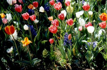 Iconographie - Fleurs du parc des Floralies