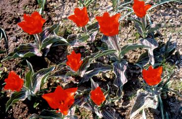 Iconographie - Fleurs du parc des Floralies