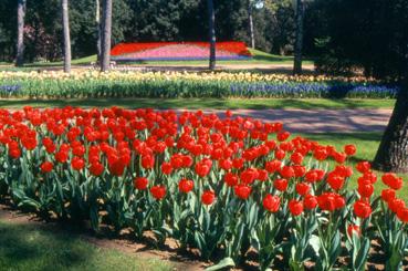 Iconographie - Fleurs du parc des Floralies