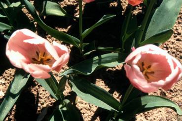 Iconographie - Fleurs du parc Les Floralies