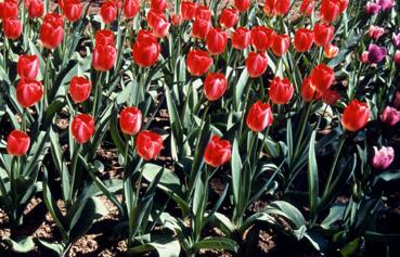 Iconographie - Fleurs du parc Les Floralies