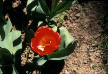 Iconographie - Fleurs du parc Les Floralies