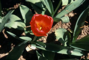 Iconographie - Fleurs du parc Les Floralies