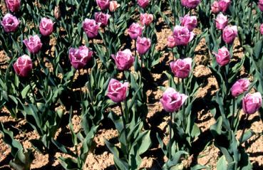 Iconographie - Fleurs du parc Les Floralies