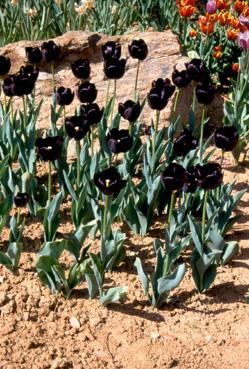 Iconographie - Fleurs du parc Les Floralies