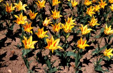 Iconographie - Fleurs du parc Les Floralies