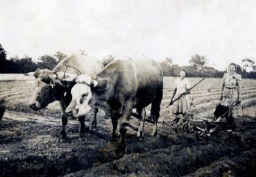 Iconographie - Travaux des champs à La Caillaudière aux Tireaux