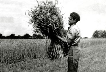 Iconographie - Gerbe de blé à La Morlière