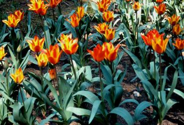 Iconographie - Tulipes du parc Les floralies