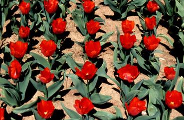 Iconographie - Tulipes du parc Les Floralies