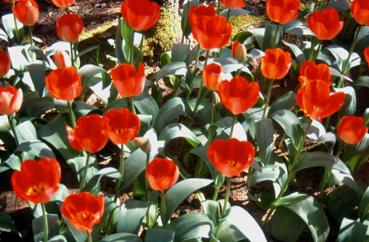 Iconographie - Tulipes du parc Les Floralies