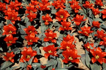 Iconographie - Tulipes du parc Les Floralies